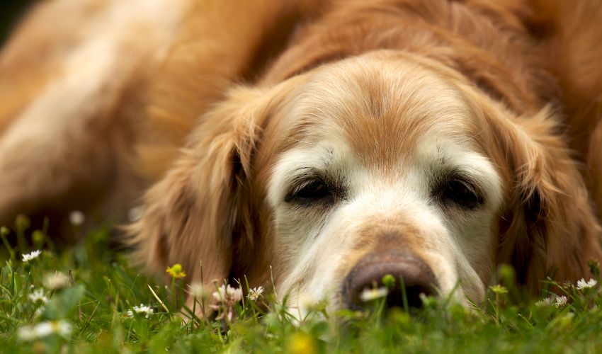 Top 10 Essential Dog Health Tools and Supplies Every Owner Should Have in Their Arsenal