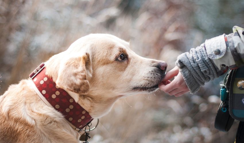 Top Tips for Training an Australian Shepherd: Essential Advice for Success